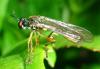 Dioctria sp.