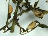 Aglaope infausta