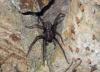 Tegenaria sp.