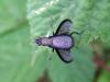 Coremacera marginata