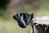 10061 – Photo : Franck BEAUPERE – France (30)