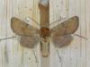 10278 – Photo : didier evrard – France (05)