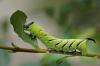 Sphinx ligustri