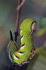 Sphinx ligustri