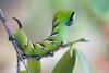 Sphinx ligustri