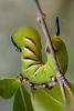 Sphinx ligustri