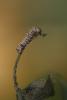 10276 – Photo : Michel Guttin – France (69)