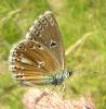 10028 – Photo : Denis Vandromme – France (36)