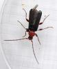 Phymatodes testaceus