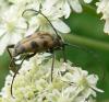 Pachytodes cerambyciformis