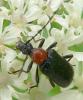 Dinoptera collaris