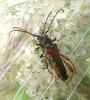 Stenopterus rufus