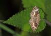 10185 – Photo : microbe – France (62)