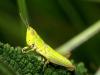 10080 – Photo : Daniel Pollen – Suisse
