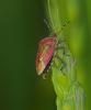 10053 – Photo : microbe – France (62)