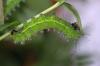 10001 – Photo : Michel Guttin – France (69)