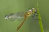 10135 – Photo : V.dragonfly – France (03)