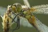 10394 – Photo : V.dragonfly – France (03)