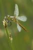 10393 – Photo : V.dragonfly – France (03)