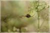 10880 – Photo : David Demerges – France (46)