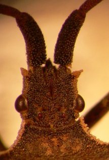 Francois Dusoulier - Enoplops scapha - réf. 10078 (215 x 314 pixels, 16 ko)
