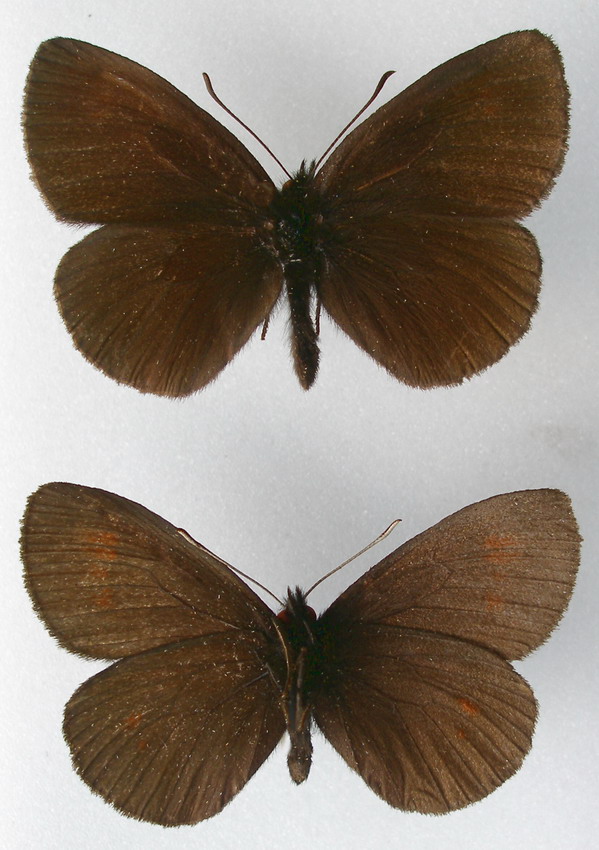AYLA - Erebia manto - réf. 10870 (599 x 850 pixels, 132 ko)