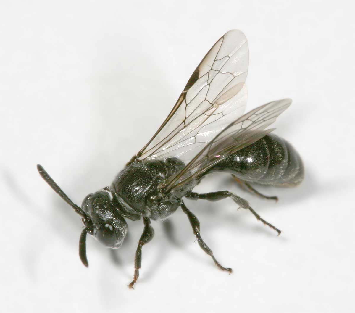Réf. 10551 — INSECTA > Hymenoptera > Crabronidae > Psenulus fuscipennis
