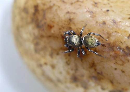 Heliophanus tribulosus