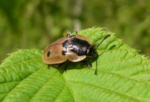 Dendroxena quadrimaculata
