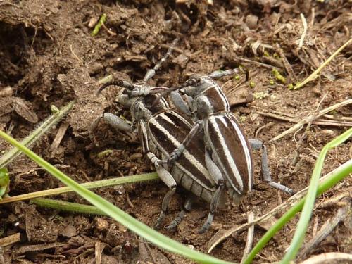 Réf. 100 463 : Iberodorcadion molitor