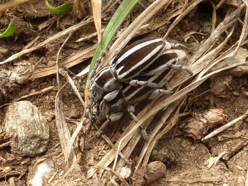 Réf. 100 476 : Iberodorcadion molitor