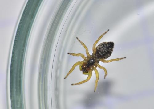 Heliophanus tribulosus