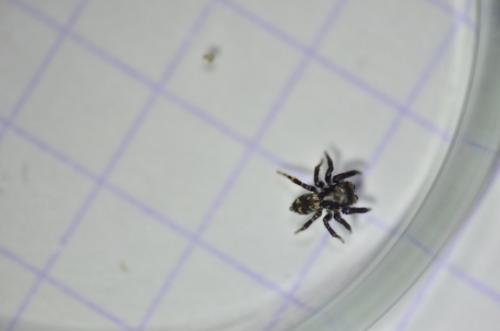 Réf. 100 715 : Pseudeuophrys erratica