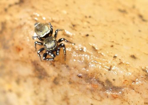 Heliophanus tribulosus