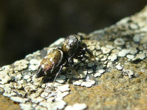 Heliophanus kochii