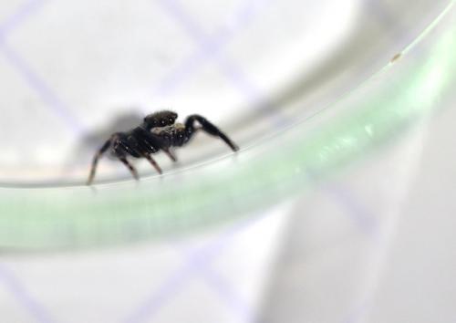 Pseudeuophrys erratica