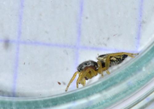 Heliophanus tribulosus