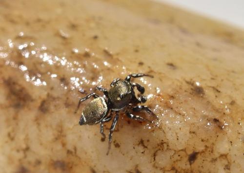 Heliophanus tribulosus