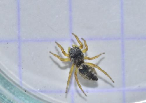 Heliophanus tribulosus