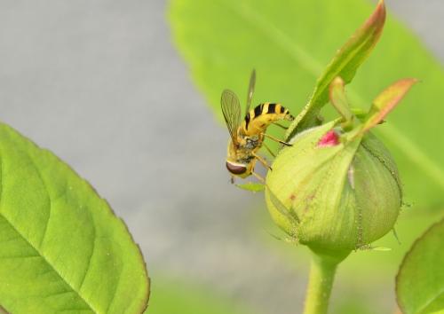 Syrphus ribesii