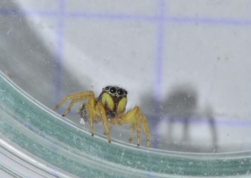 Heliophanus tribulosus