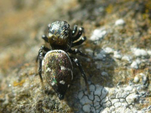 Heliophanus kochii