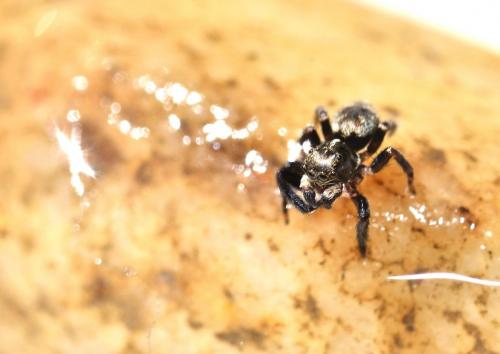 Pseudeuophrys erratica