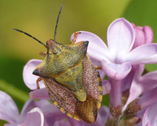 Réf. 100 322 : Carpocoris mediterraneus atlanticus