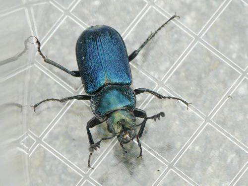 Platycerus caraboides