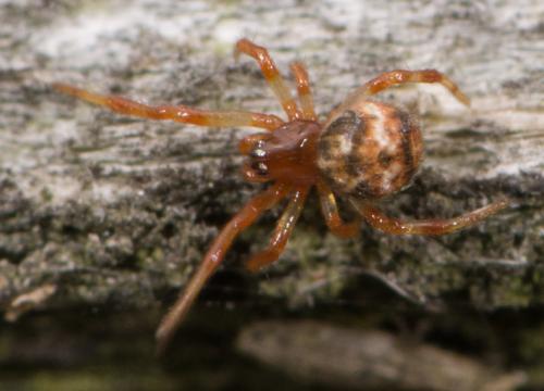 Cryptachaea riparia
