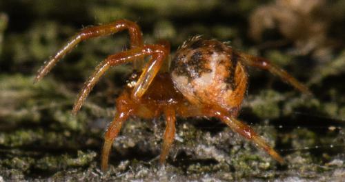 Cryptachaea riparia