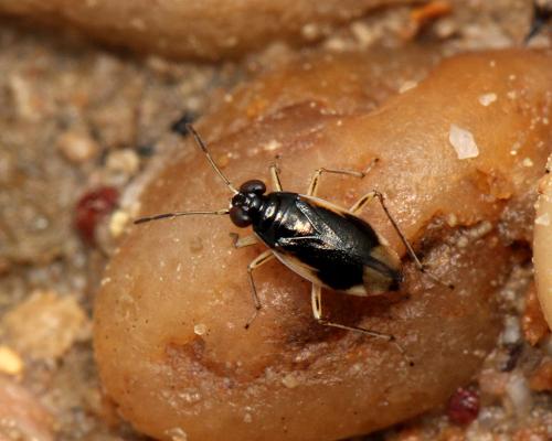 Halosalda concolor