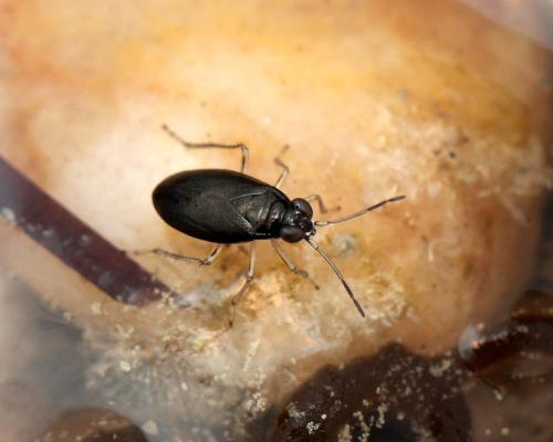 Halosalda concolor