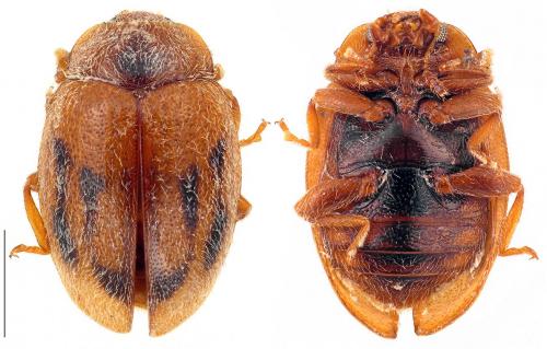 Réf. 100 014 : Rhyzobius chrysomeloides